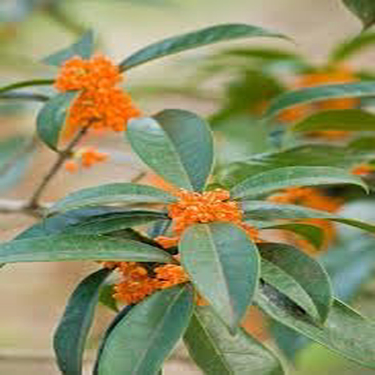 Heirloom Non-GMO Osmanthus Tree Flower Seeds for Planting Fragrant Evergreen Blooms