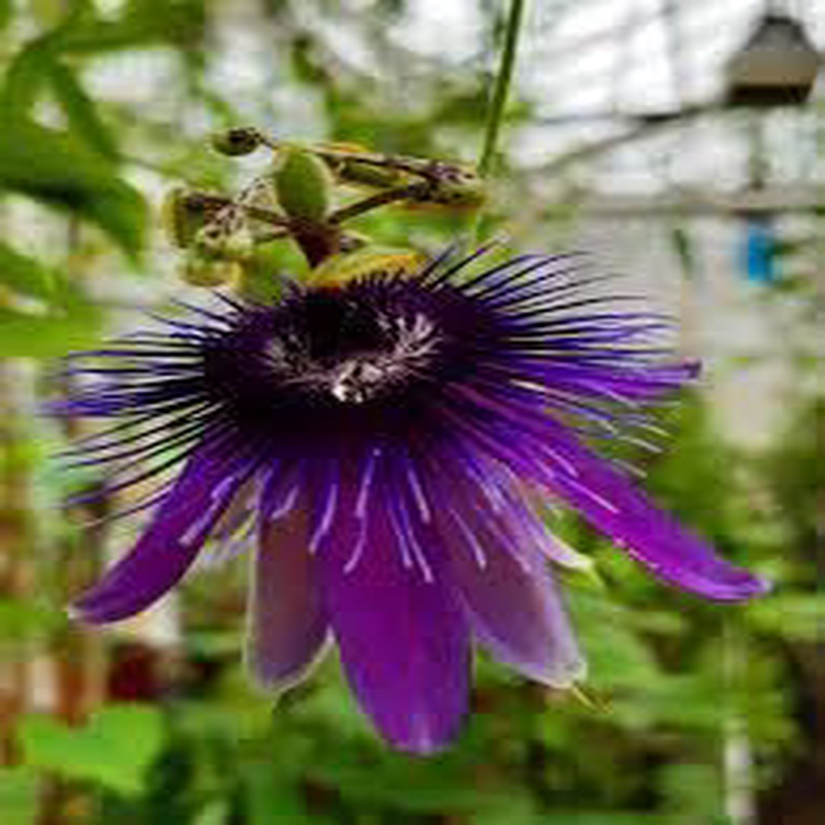 Passiflora Flower Seeds Heirloom Non-GMO Seeds for Exotic and Pollinator-Friendly Garden Planting
