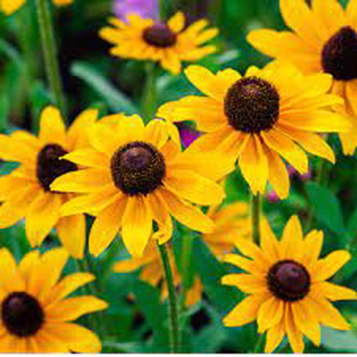 Rudbeckia fulgida Goldsturm Black-Eyed Susan flower seeds - Heirloom & Non-GMO garden seeds