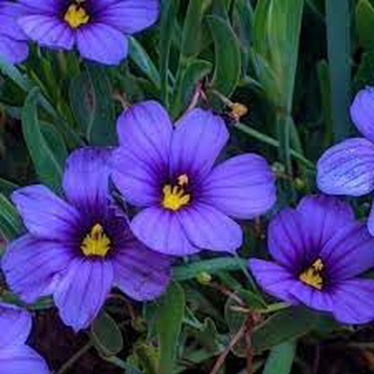 Sisyrinchium Bellum Flower Seeds Heirloom, Non-GMO, Blue-Eyed Grass Blooms for Garden Planting