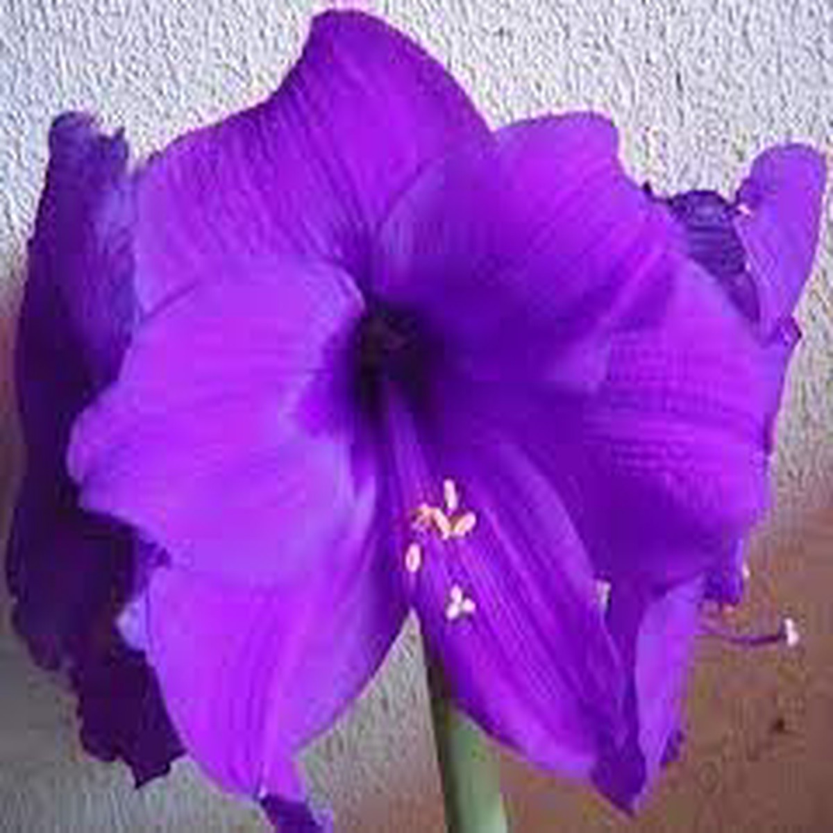 Amaryllis Flower Seeds for Planting Heirloom Non-GMO 100 pcs Fragrant and Elegant Garden Blooms