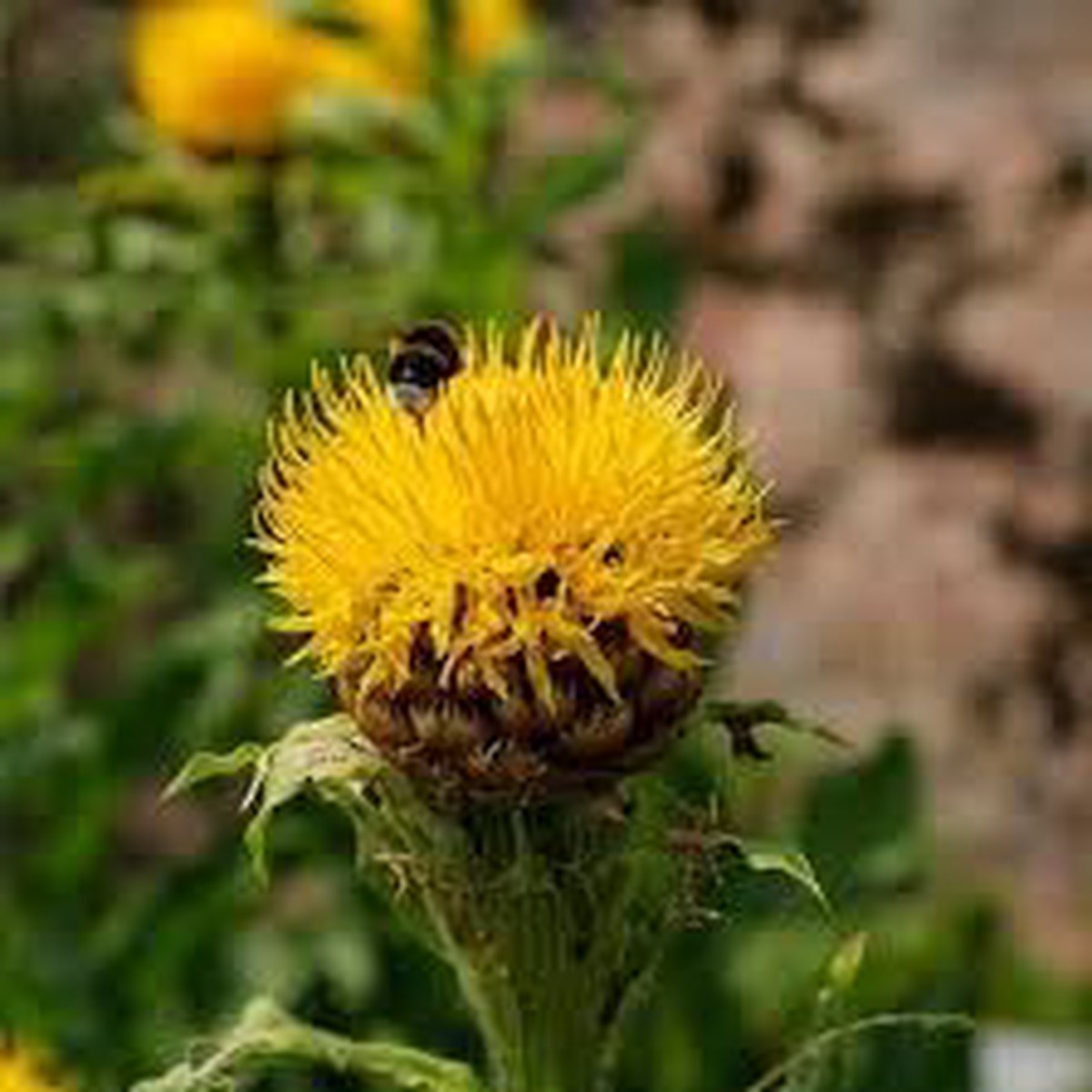 Centaurea Moschata Flower Seeds Heirloom Non-GMO Seeds for Fragrant Cottage Garden Planting
