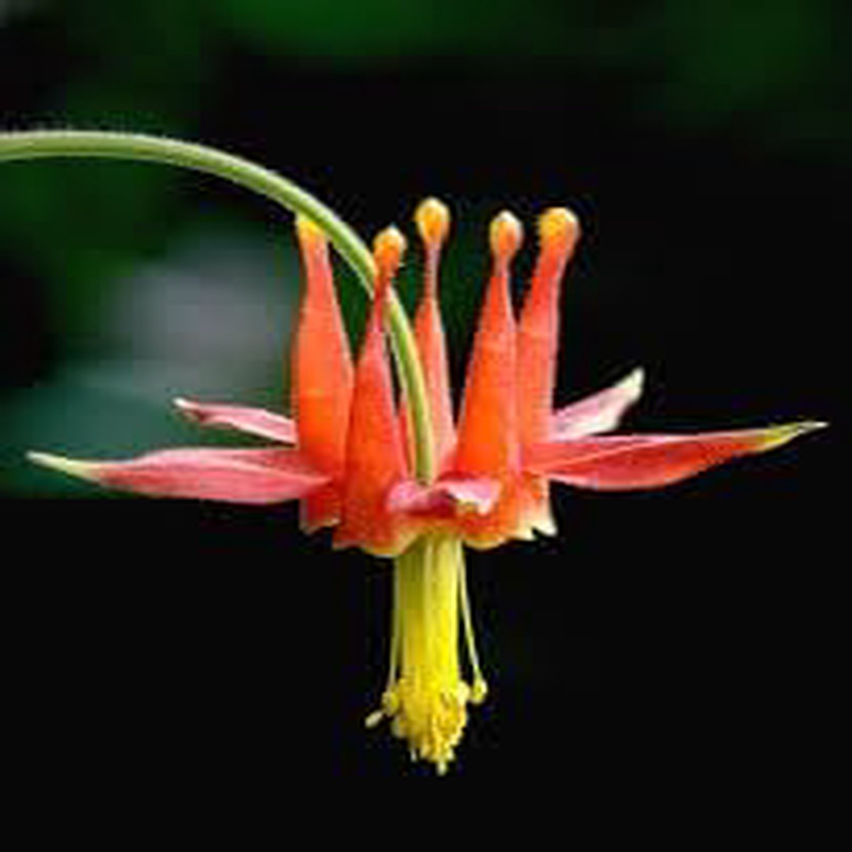 Columbine Viridiflora Flower Seeds Heirloom Non-GMO Seeds for Planting Unique Shade Organic Garden
