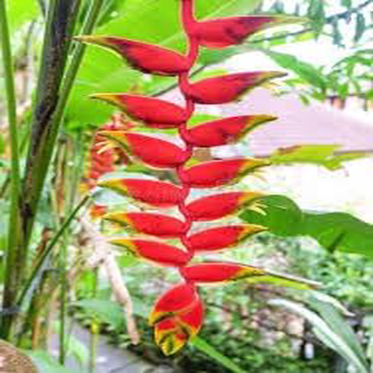 False Bird of Paradise Flower Seeds Heirloom Non-GMO Seeds for Tropical & Ornamental Garden Planting