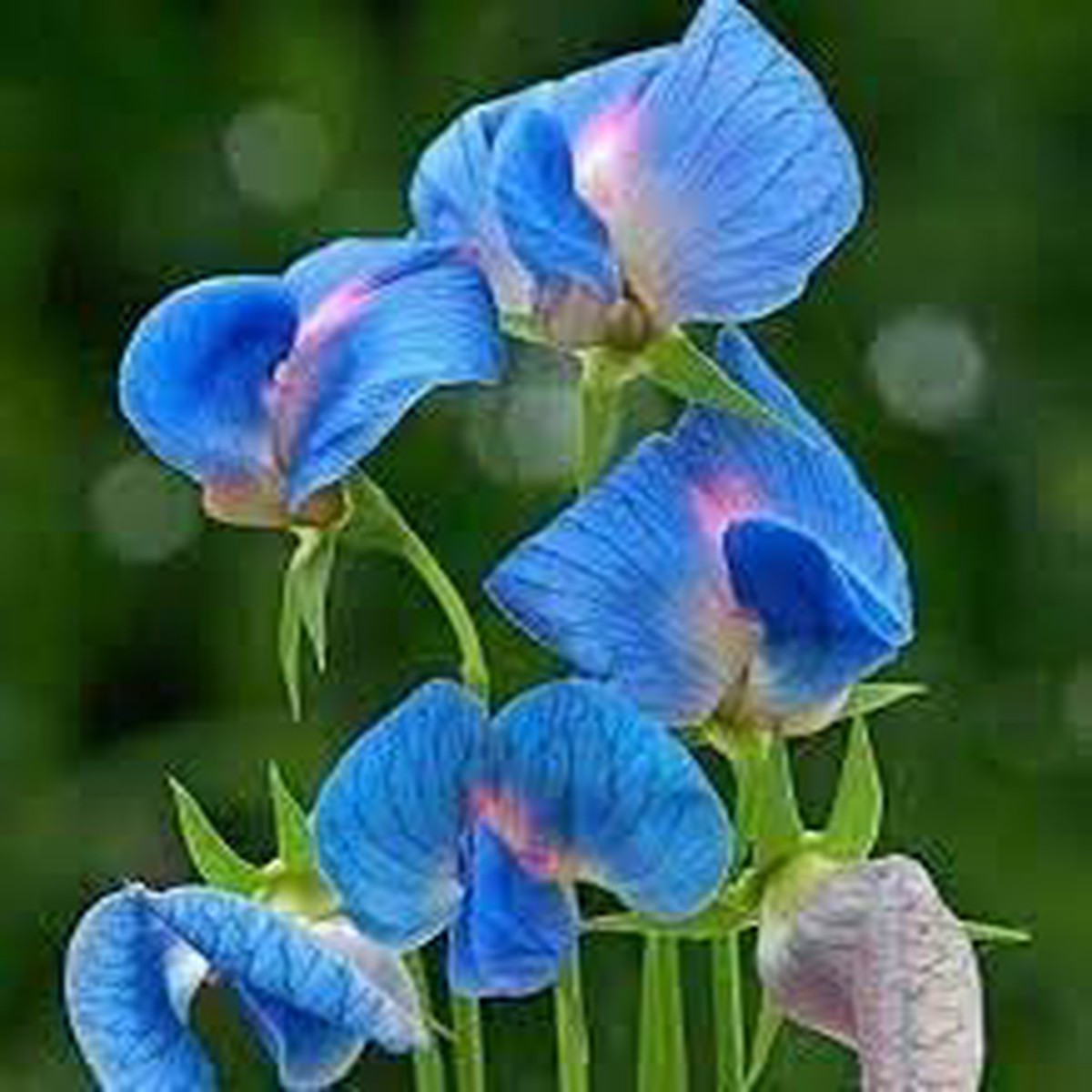 Heirloom Non-GMO Lathyrus Sativus Flower Seeds for Planting Hardy Fragrant Garden Blooms