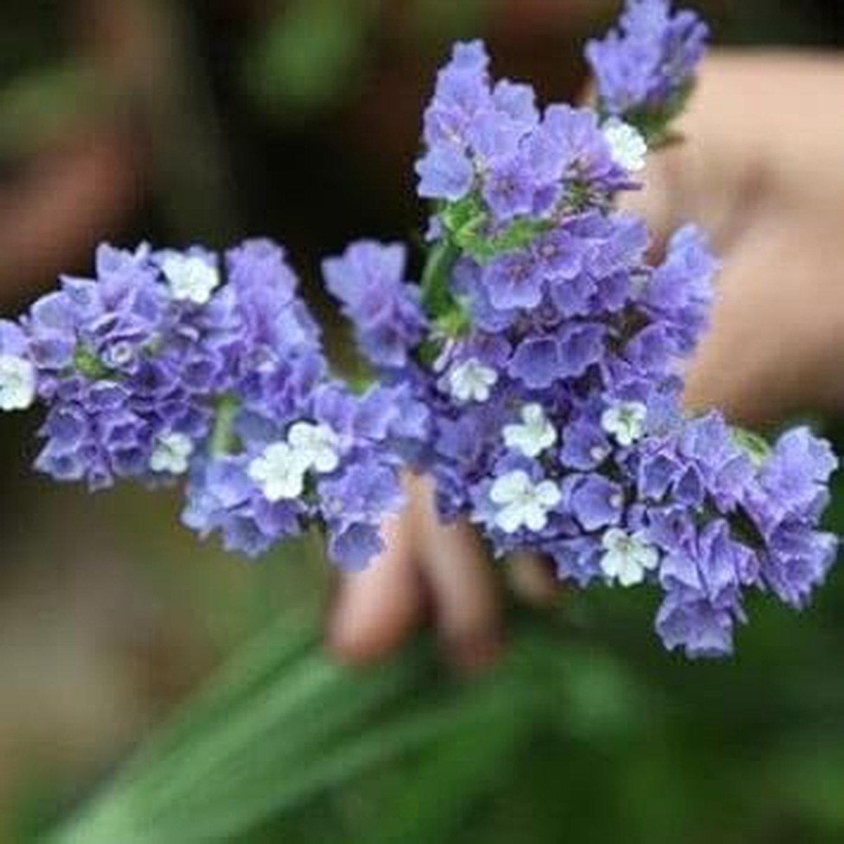 Heirloom Non-GMO Limonium Flower Seeds for Planting Blooms for Cut Flower Arrangements