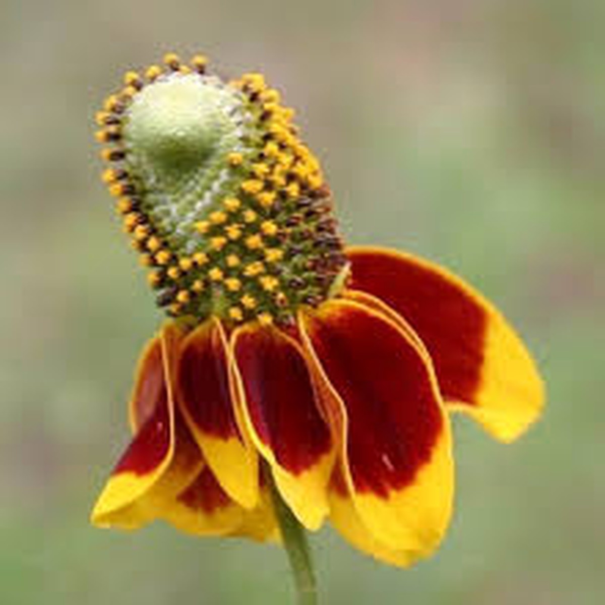 Heirloom Non-GMO Ratibida Columnifera Flower Seeds for Planting Native Wildflower Garden Seeds