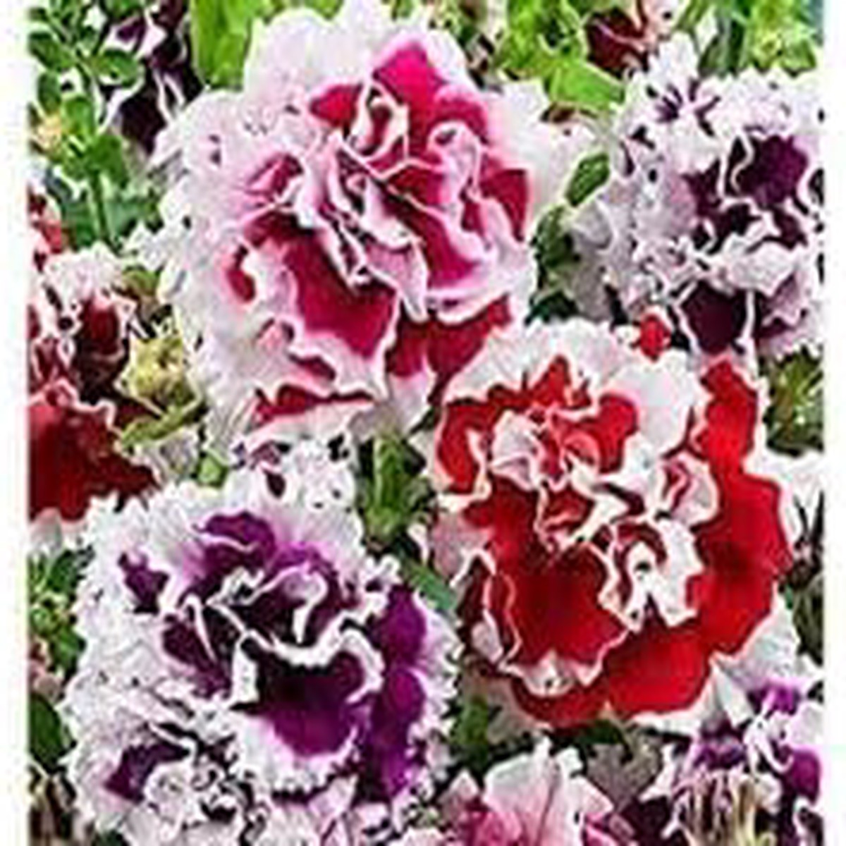 Heirloom Russian Petunia Flower Seeds for Planting - NON-GMO, Easy Grow, Vibrant Garden Blooms