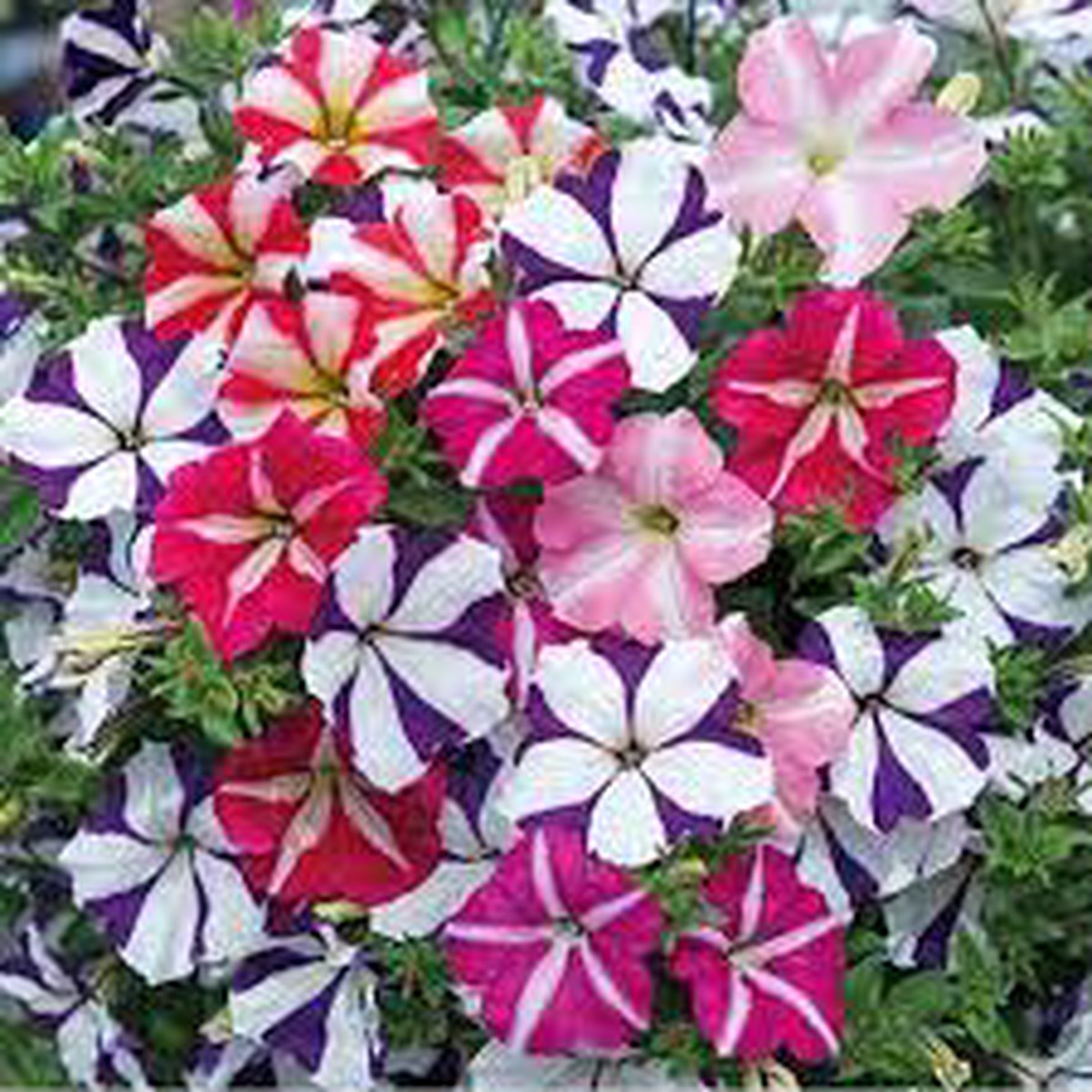 Ultra Star Petunia Violacea Flower Seeds for Planting Heirloom Non-GMO, High Germination Organic Garden Seeds