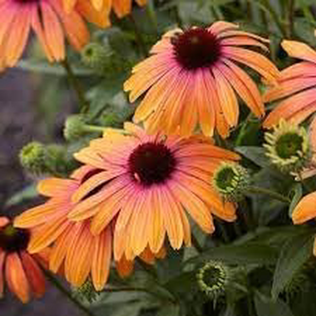 Yellow & Pink Echinacea purpurea Seeds for Planting Heirloom, Non-GMO Wildflower Seeds for Pollinator & Home Gardens