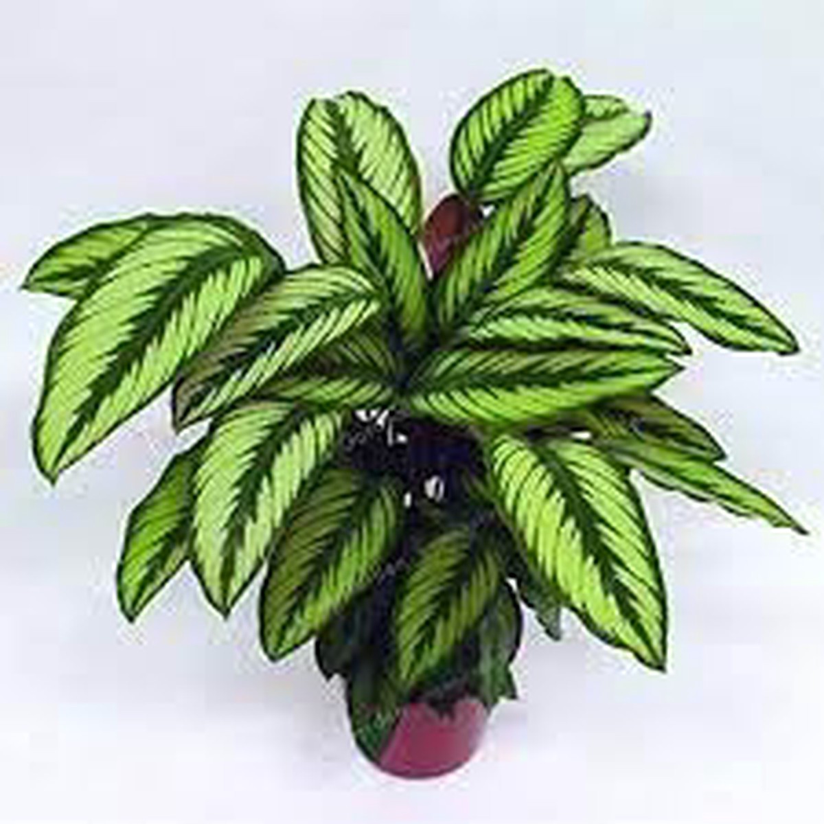 Futaba Calathea Foliage Plant Seeds for Planting Heirloom, Non-GMO Seeds for Exotic Indoor & Shade Gardens