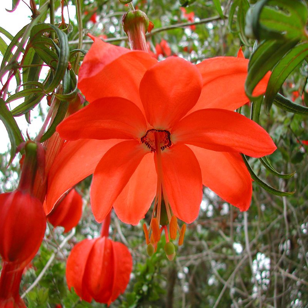 Heirloom Non-GMO Passiflora Parritae Flower Seeds for Planting Exotic Passionflower Blooming Seeds, High Germination