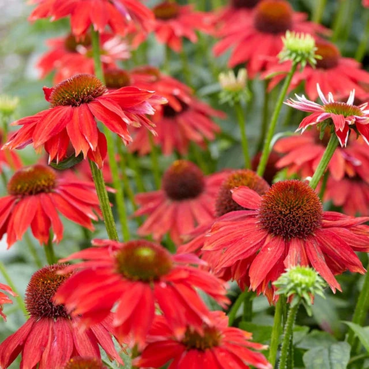 Red Echinacea Coneflower Seeds Heirloom, Non-GMO, High Germination Organic Garden Seeds for Planting