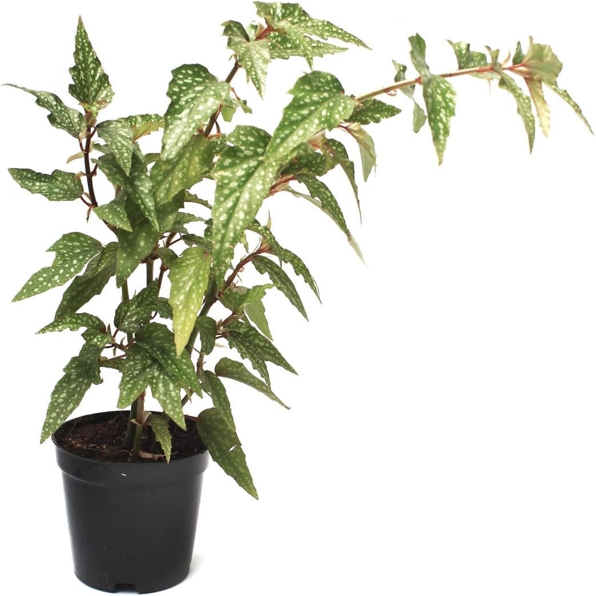 Begonia Maculata Flower Seeds Heirloom, Non-GMO, High Germination Organic Garden Seeds for Planting