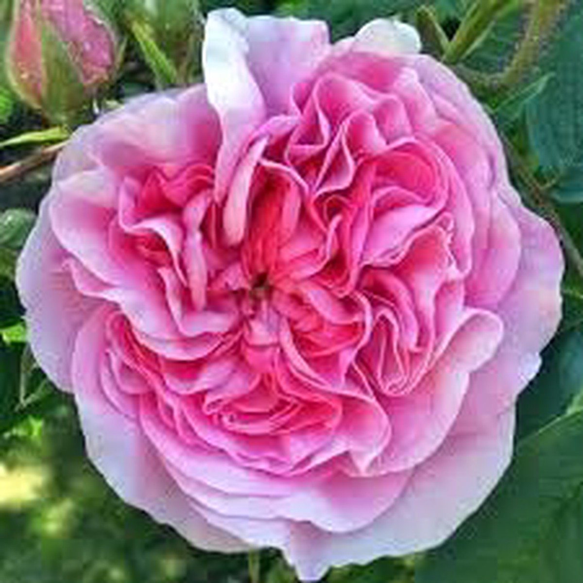 Damask Rose Bush Seeds for Planting Heirloom, Non-GMO Flower Seeds for Gardens, High Germination