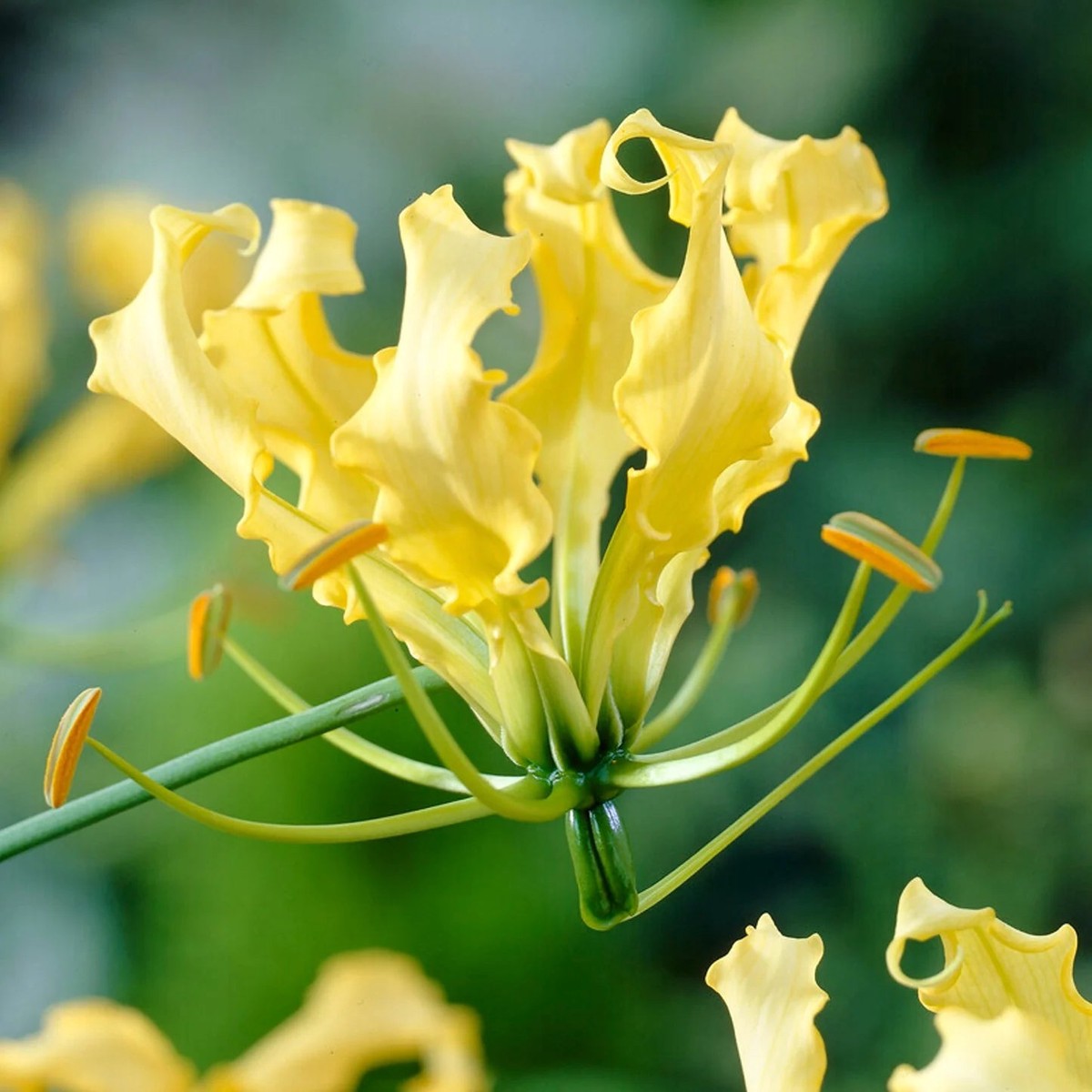 Gloriosa Lutea Flower Seeds Heirloom, Non-GMO, High Germination Exotic Organic Garden Seeds for Planting