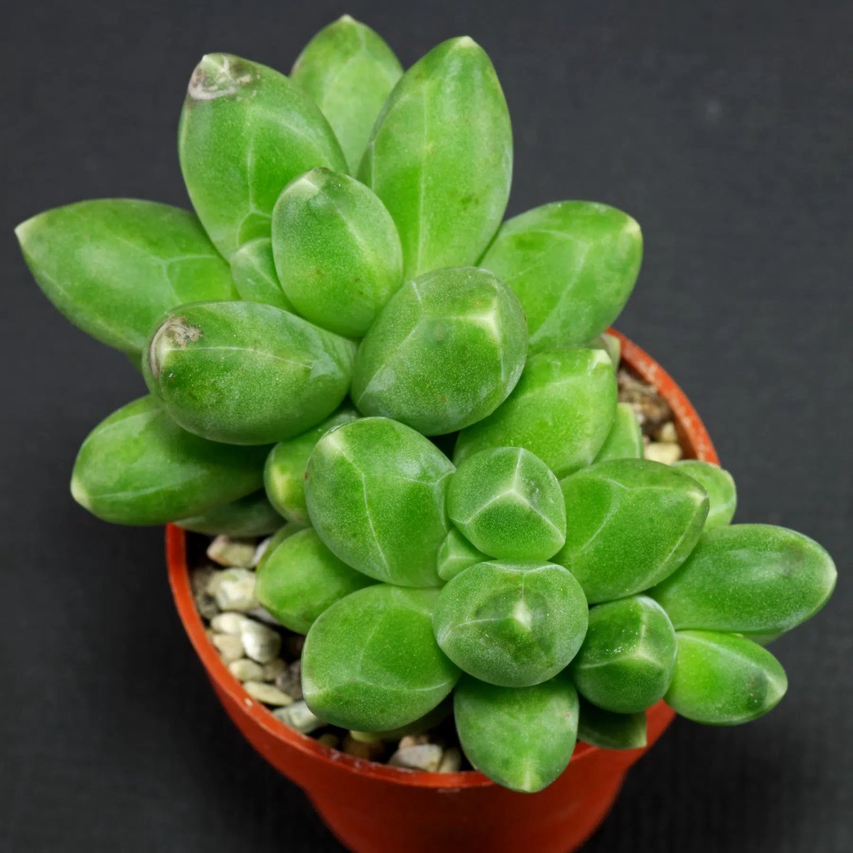Heirloom Non-GMO Pachyphytum Compactum Succulent Seeds Rare Drought-Tolerant Planting Seeds