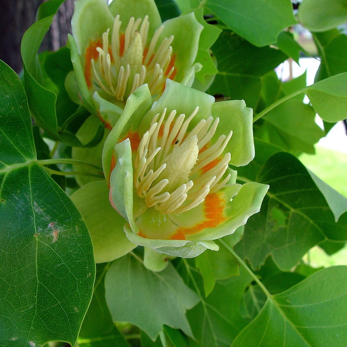 Liriodendron Tulipifera Flower Seeds Non-GMO, Heirloom, Fast-Growing Trees, High Germination Organic Seeds