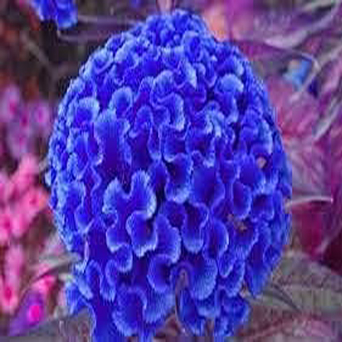 Blue Cockscomb Flower Seeds for Planting Heirloom & Non-GMO Celosia Seeds for Unique Garden Blooms