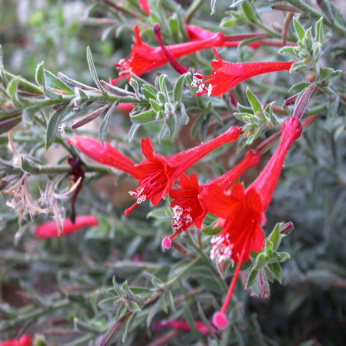 Epilobium Canum Flower Seeds Heirloom, Non-GMO, Hummingbird-Friendly Blooms for Planting