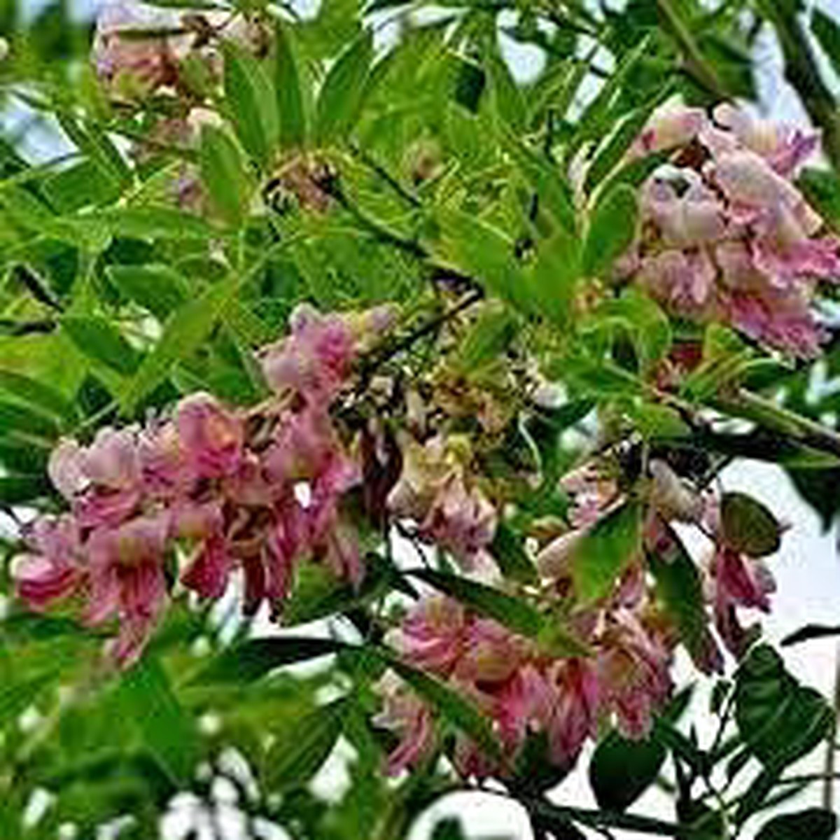 Gliricidia Sepium Tree Seeds for Planting Heirloom, Non-GMO High Germination Garden Seeds
