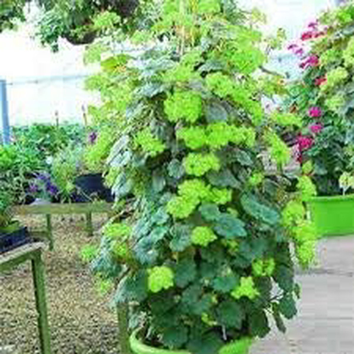 Green Climbing Geranium Flower Seeds for Planting Heirloom, Non-GMO, High Germination Decorative Vine Bloom Garden Seeds