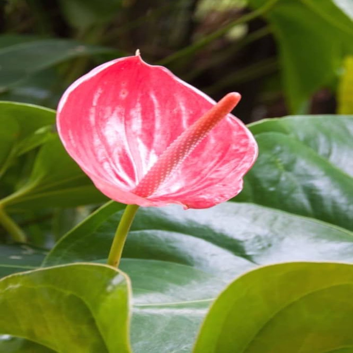 Heirloom Non-GMO Anthurium Andraeanum Flower Seeds for Planting Pink Tropical Blooms