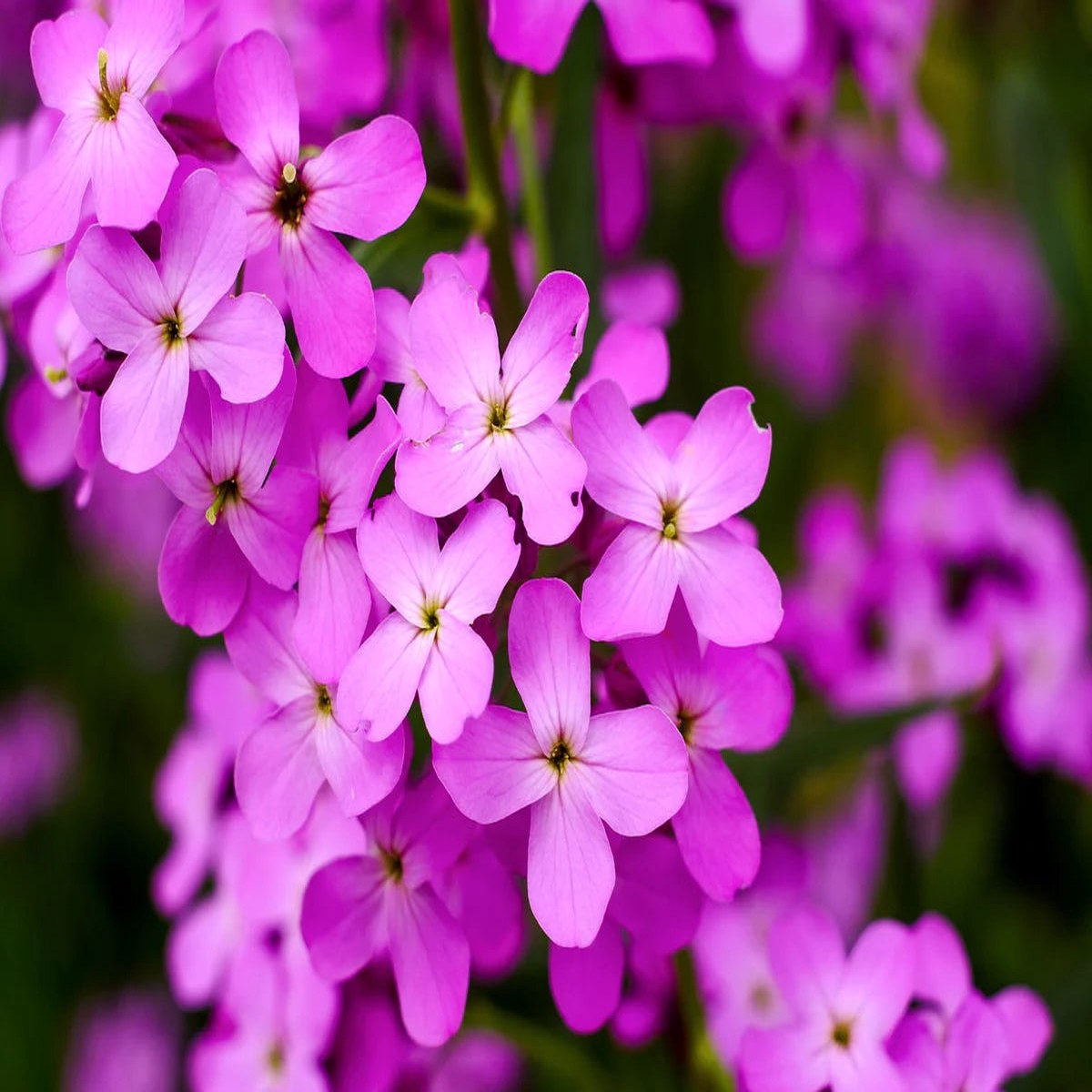 Heirloom Non-GMO Fuchsia Dames Rocket Flower Seeds for Planting Fragrant Pollinator-Friendly Garden Blooms