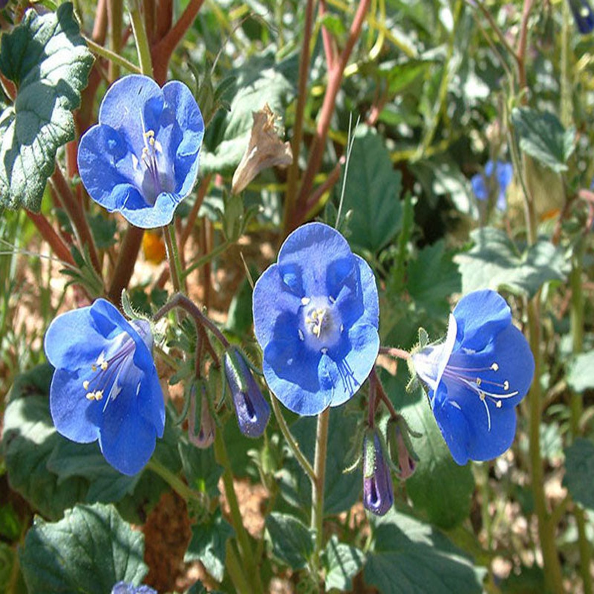 Heirloom Non-GMO Phacelia Campanularia Flower Seeds for Planting Vibrant Blue Pollinator-Friendly Blooms
