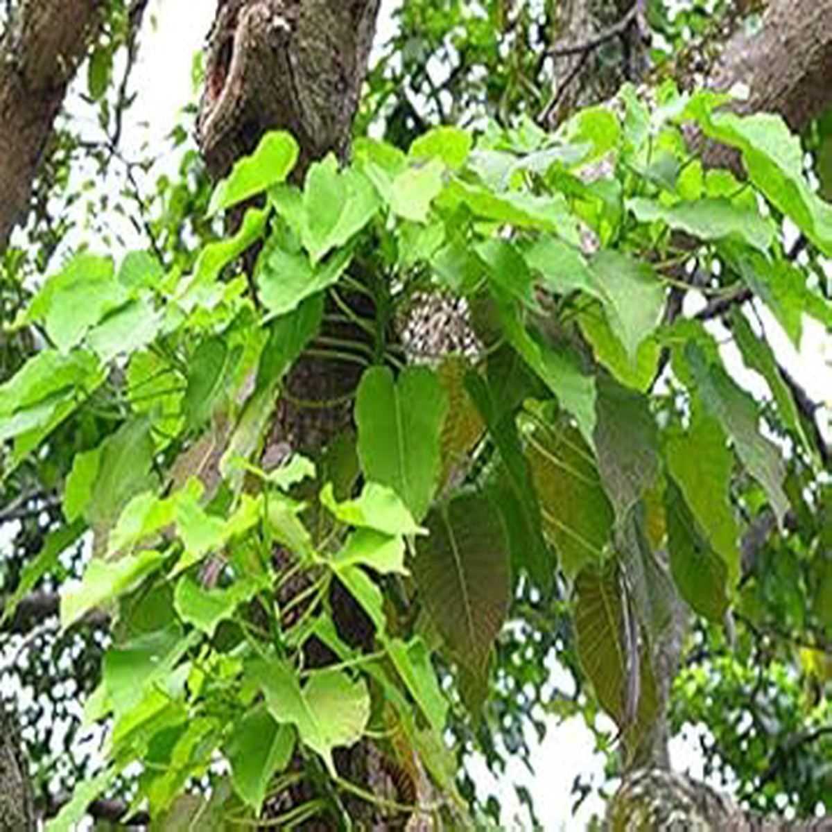 Hura Crepitans Tree Seeds for Planting Heirloom, Non-GMO Seeds for Unique Tropical Gardens