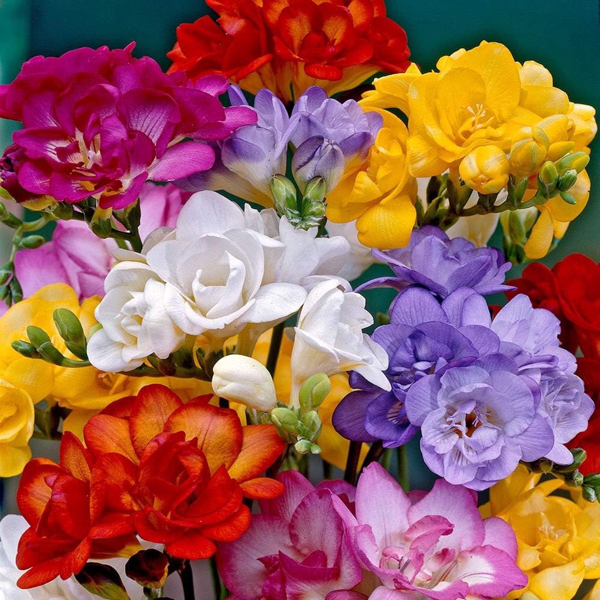 Mixed Color Freesia Flower Seeds Non-GMO Spring Seeds for Vibrant Garden Blooms