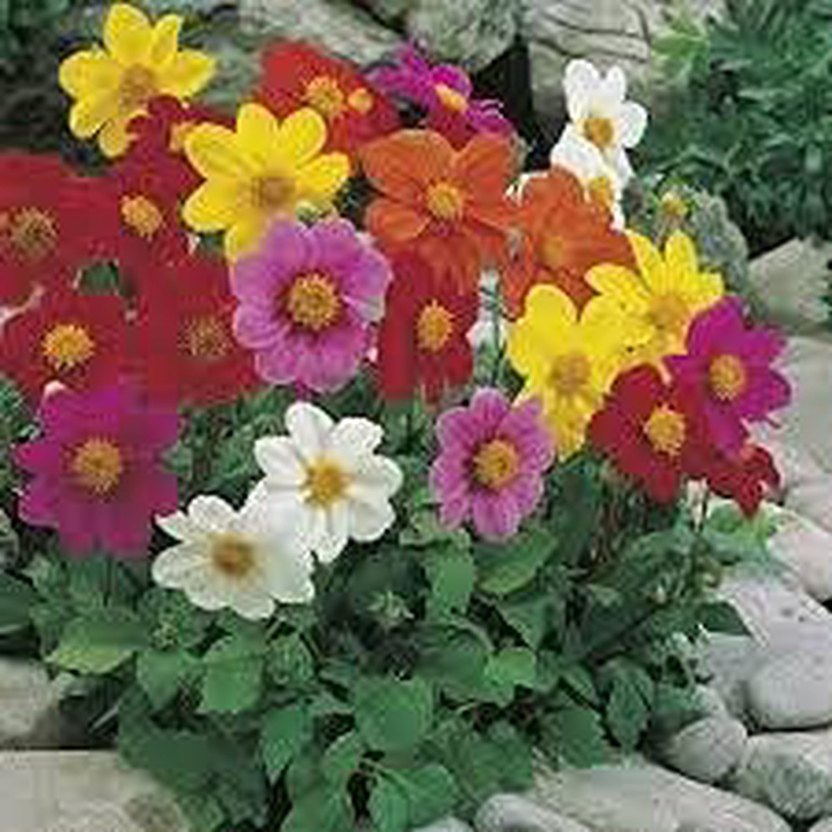 Mixed Multi-Color Dahlia Flower Seeds for Planting Heirloom, Non-GMO, High Germination Colorful Bloom Garden Seeds