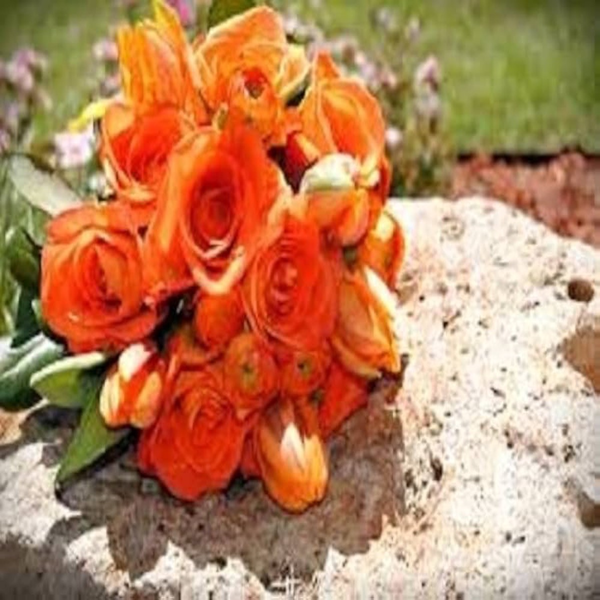 Orange Eustoma (Lisianthus) Flower Seeds for Planting Heirloom, Non-GMO, High Germination Elegant Bloom Garden Seeds