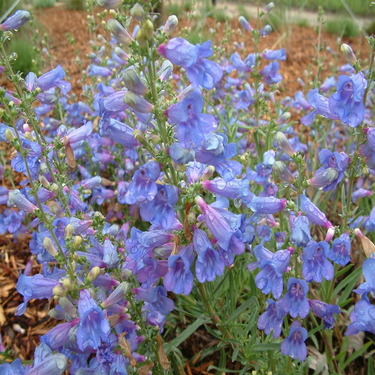 Penstemon Heterophyllus Flower Seeds for Planting 100 pcs, Heirloom, Non-GMO, High Germination