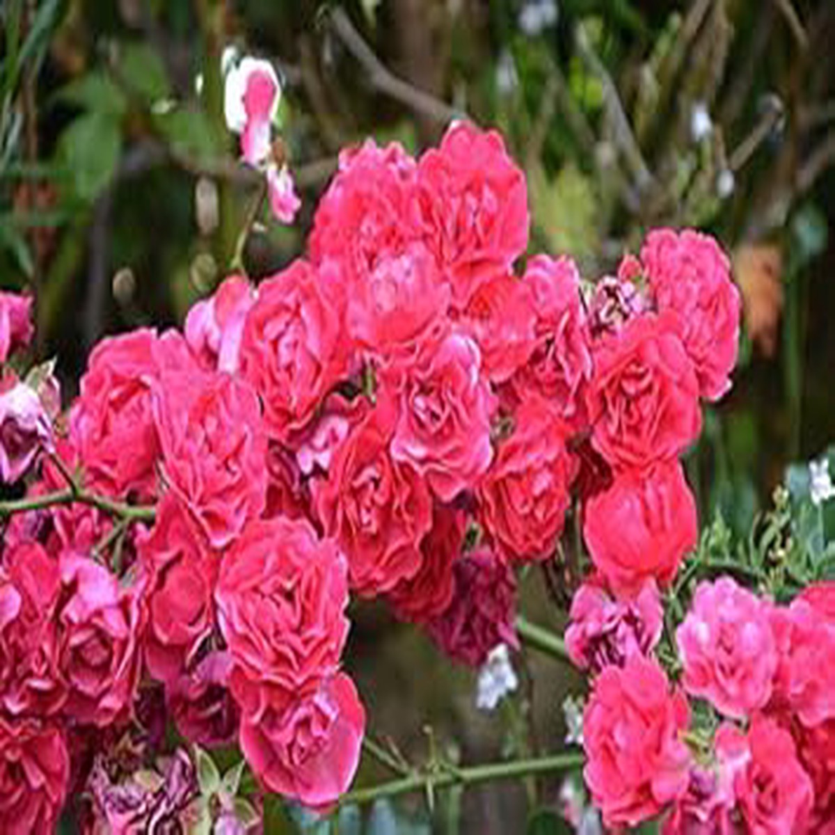 Pink Climbing Rose Seeds for Planting Heirloom, Non-GMO, High Germination Organic Garden Flower Seeds