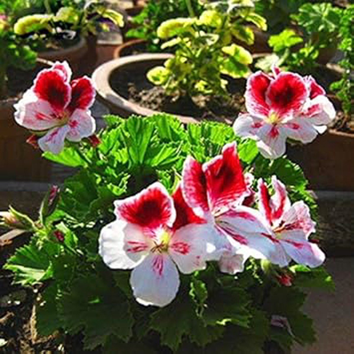 Red & White Geranium Seeds for Planting Heirloom Non-GMO | High Germination Organic Garden Seeds