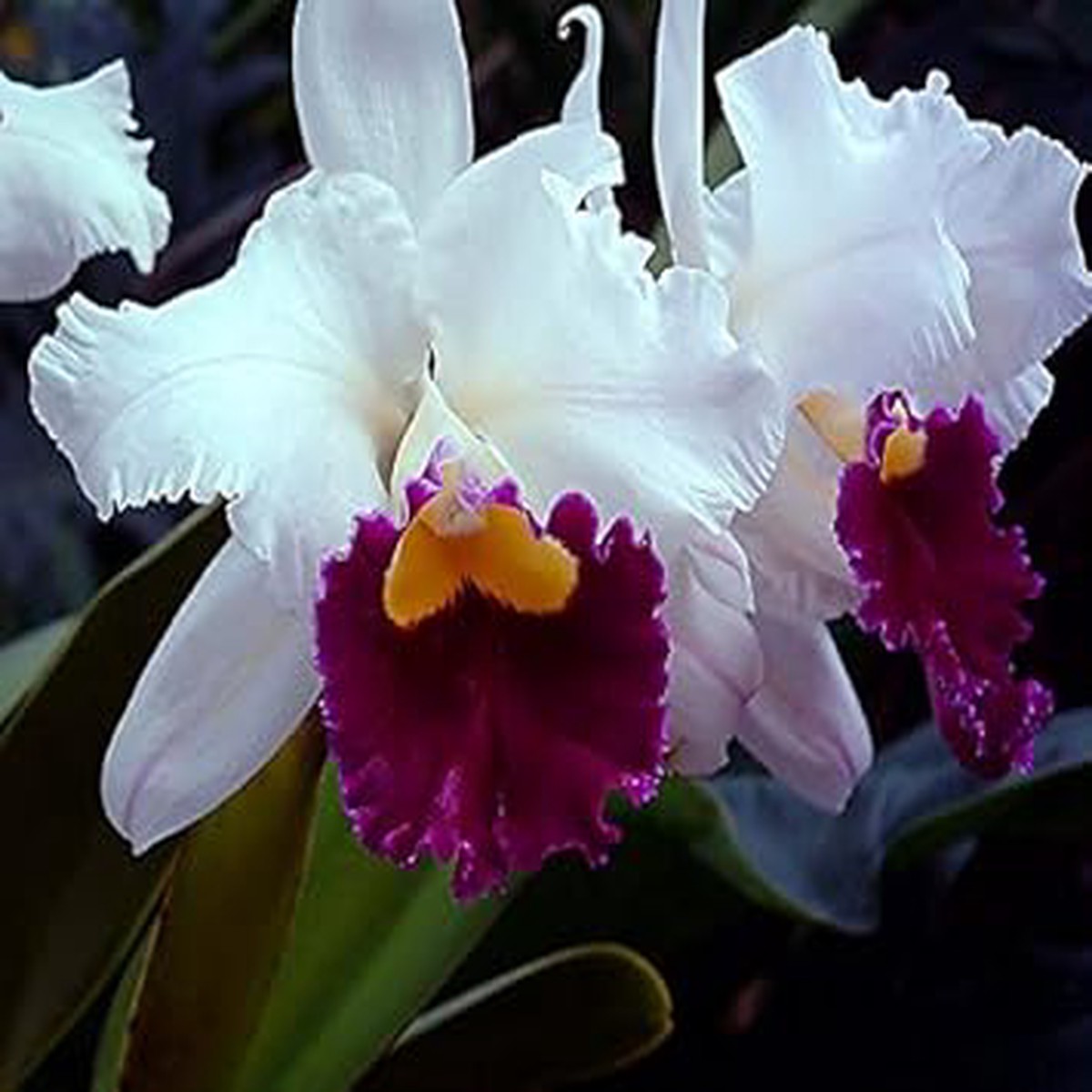 Cattleya Multicolor Orchid Seeds for Planting Heirloom, Non-GMO Exotic Flower Seeds