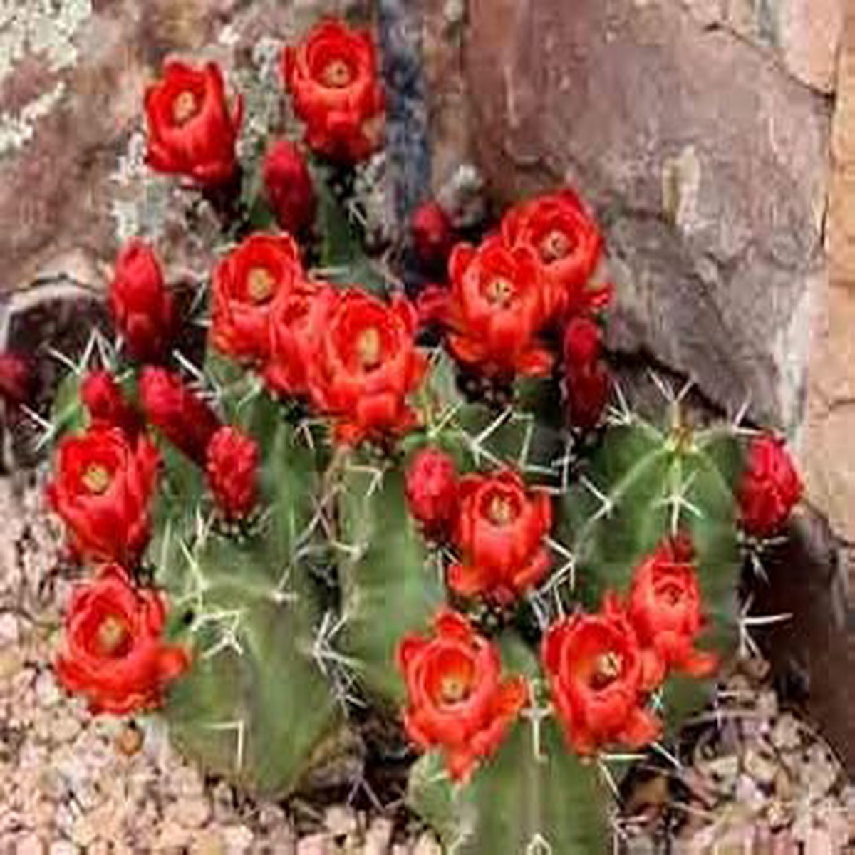 Claret Cup Hedgehog Cactus Seeds for Planting Heirloom, Non-GMO Succulent Seeds for Unique Desert Gardens