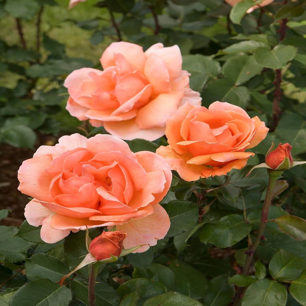 Climbing Rose Flower Seeds for Planting 100 pcs, Heirloom, Non-GMO Garden Seeds
