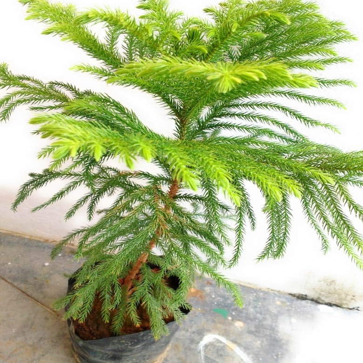 Heirloom Non-GMO Araucaria Flower Seeds for Planting Rare Evergreen Tree Seeds