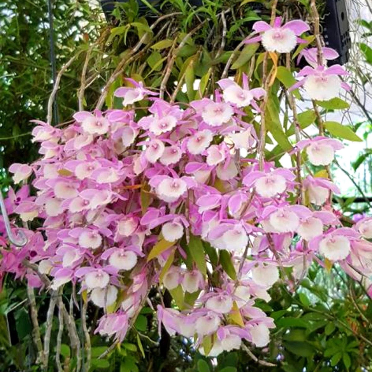 Heirloom Non-GMO Dendrobium Aphyllum Orchid Seeds Fragrant Hooded Orchid Seeds for Tropical Gardens
