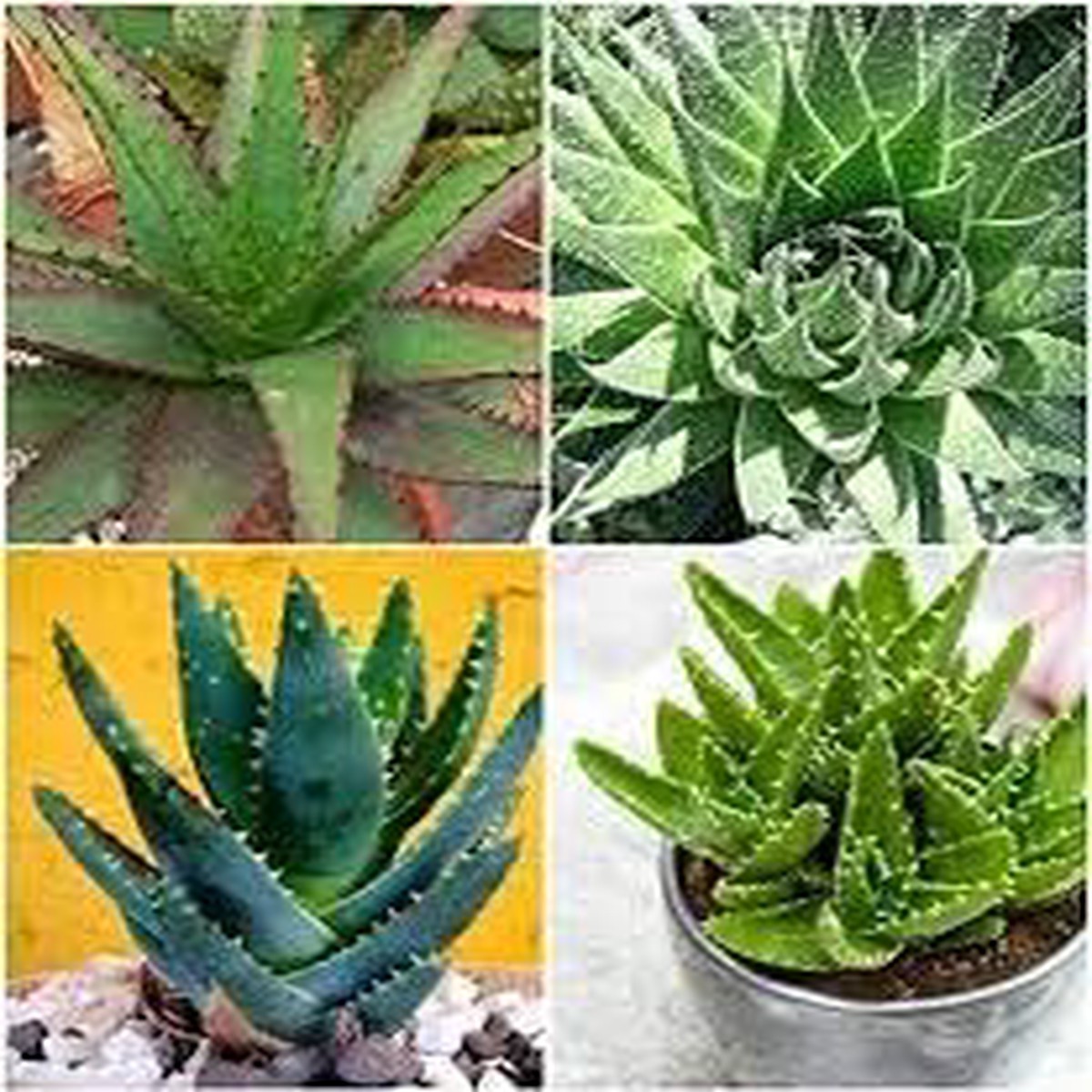 Mixed Aloe Vera Plant Seeds for Planting Heirloom, Non-GMO, High Germination Medicinal & Decorative Succulent Seeds