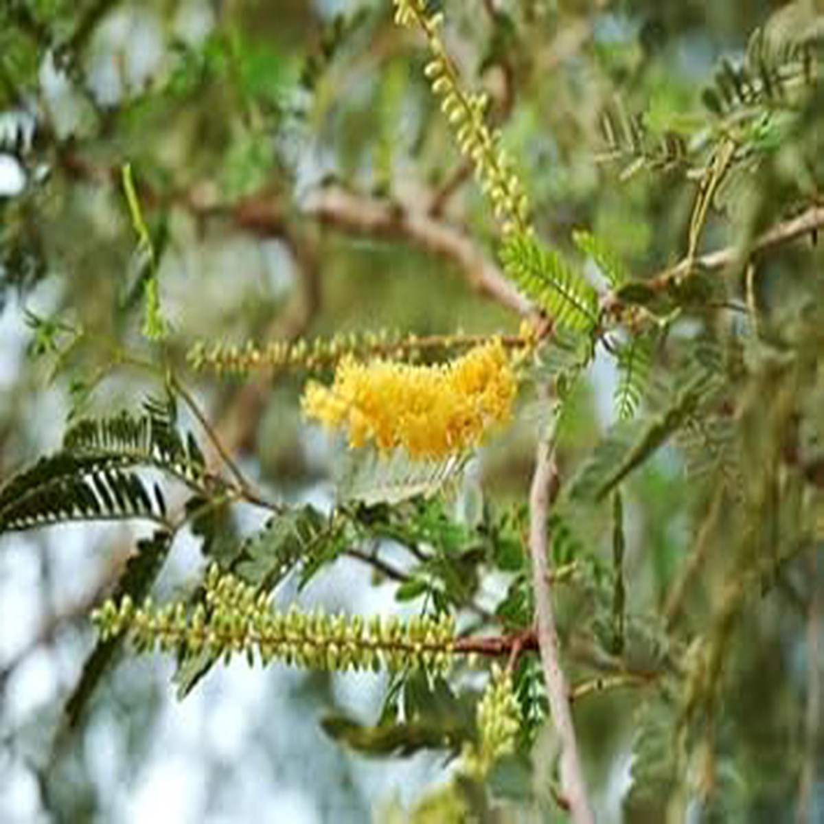Prosopis Cineraria Tree Seeds for Planting Heirloom, Non-GMO Seeds, High Germination, Organic Garden Trees