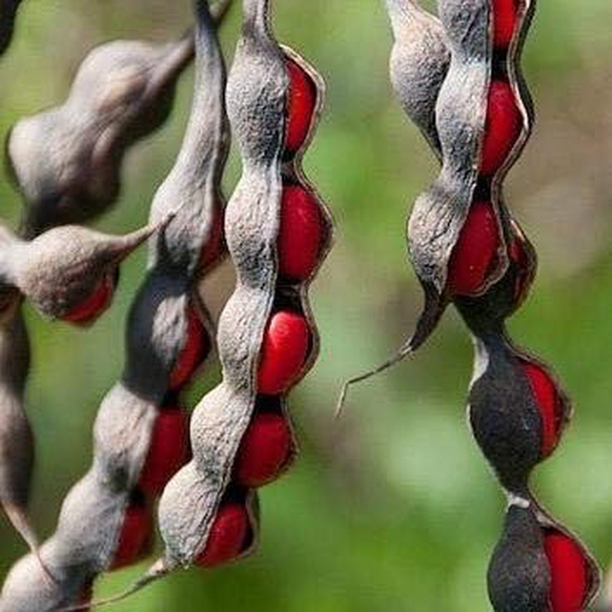 Texas Mountain Laurel Mescal Bean Seeds for Planting Heirloom & Non-GMO Fragrant Flowering Tree Seeds