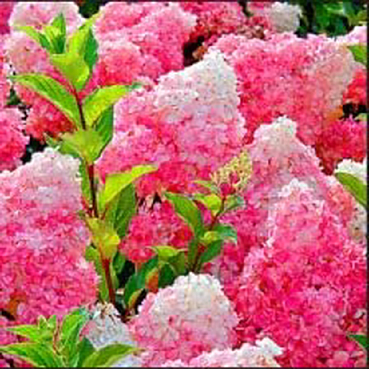 Vanilla Strawberry Hydrangea Flower Seeds for Planting Heirloom & Non-GMO Seeds, High Germination, Organic Garden