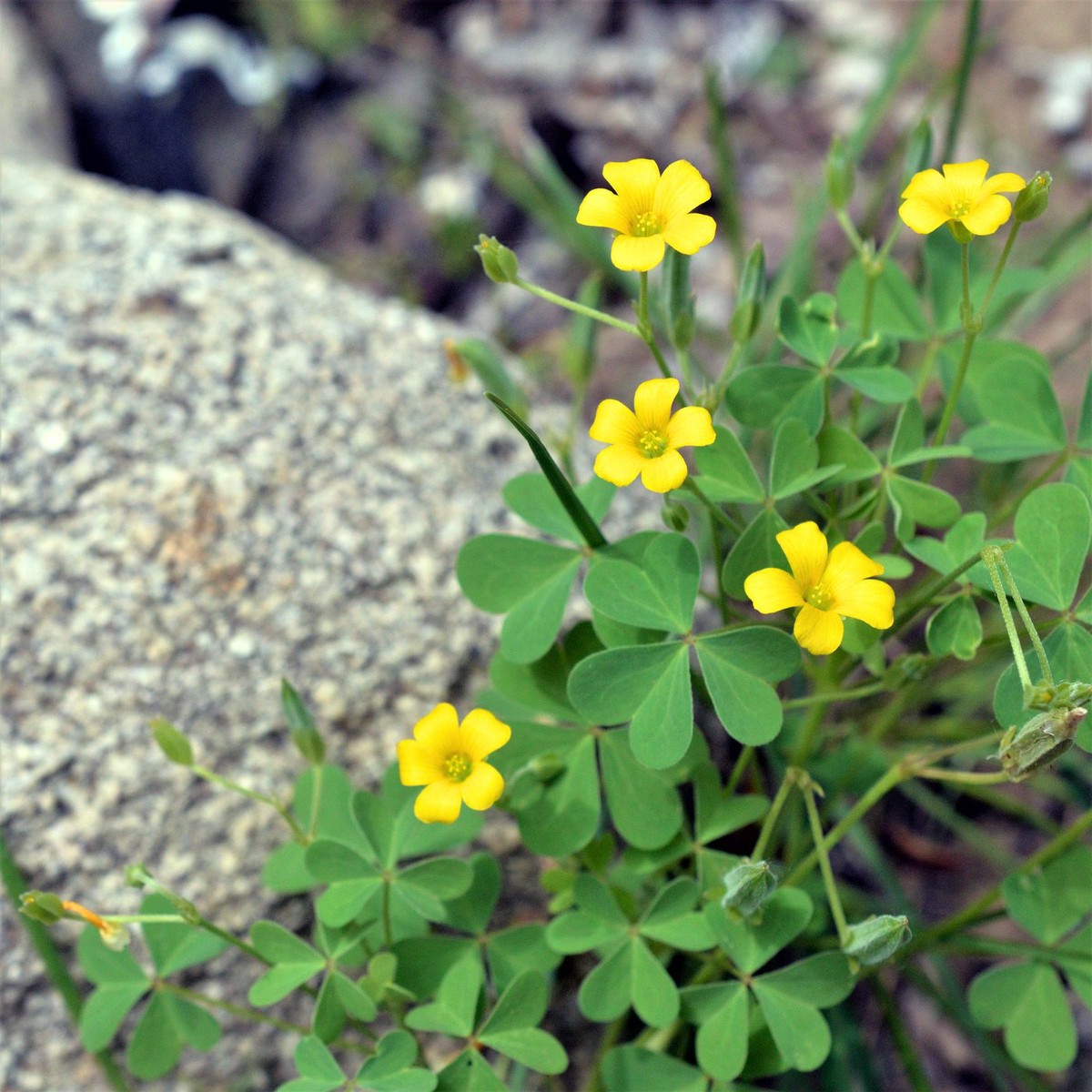 African Oxalis Flower Seeds for Planting Heirloom, Non-GMO, High Germination Vibrant Garden Blooms