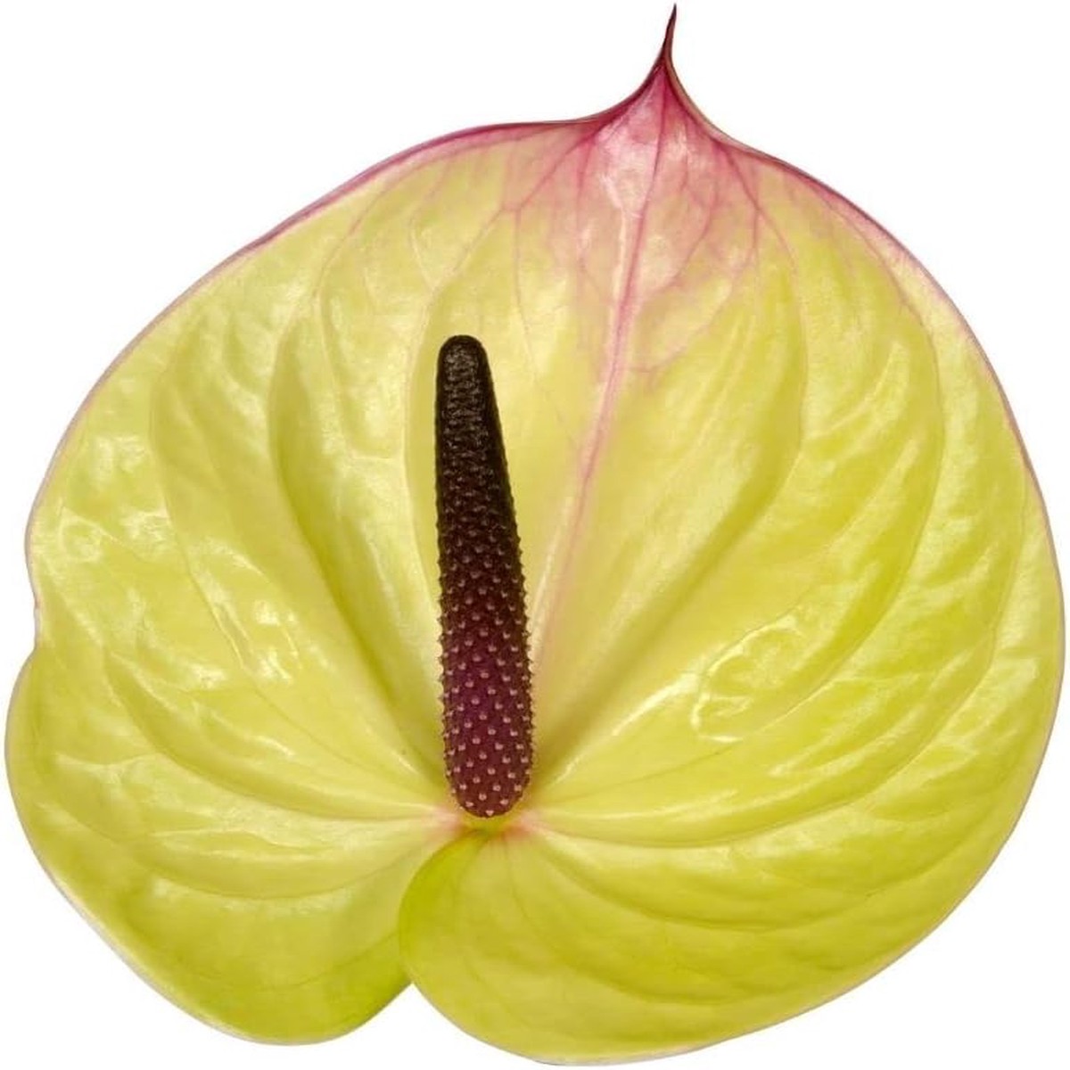 Heirloom Non-GMO Anthurium Flower Seeds for Planting Tropical Houseplant Seeds