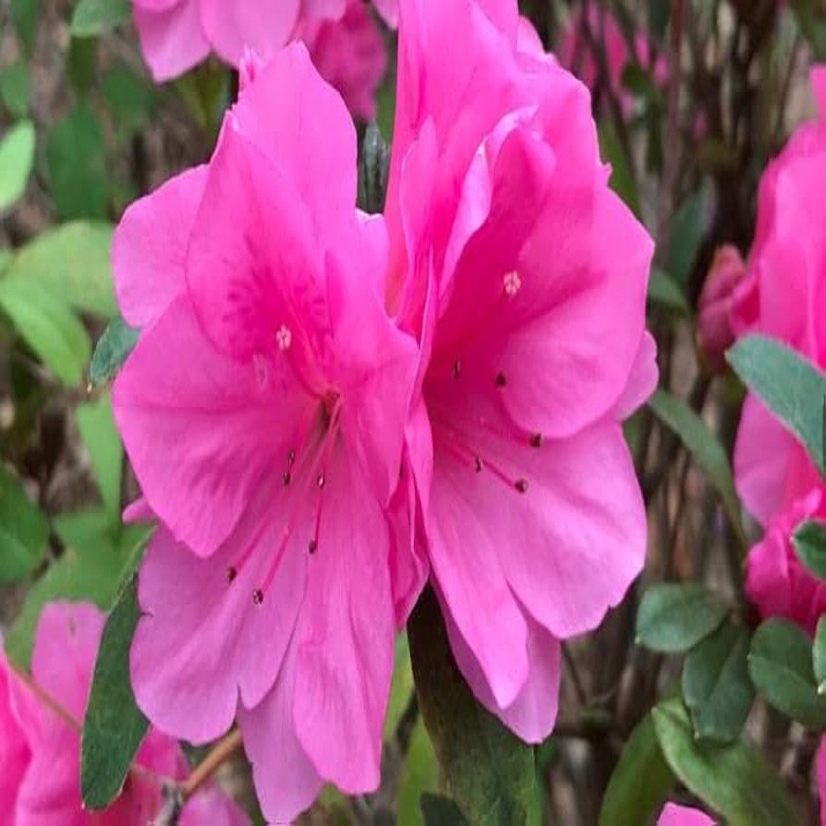 Heirloom Non-GMO Azalea Flower Seeds for Planting Beautiful Blooming Flowers