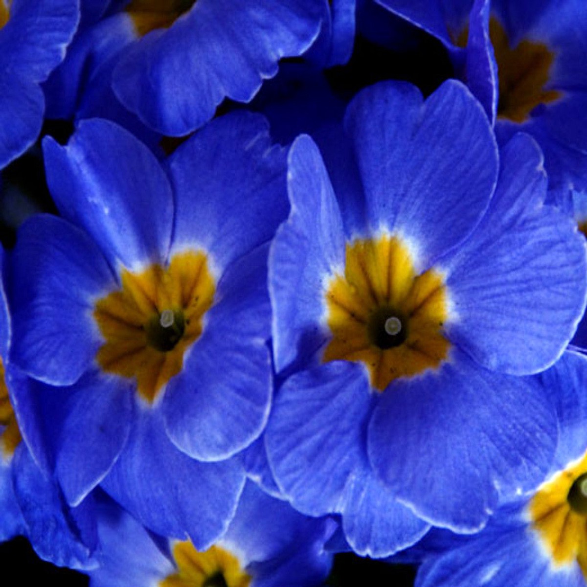 Heirloom Non-GMO Blue Evening Primrose Flower Seeds for Planting Fragrant Garden Blooms | High Germination