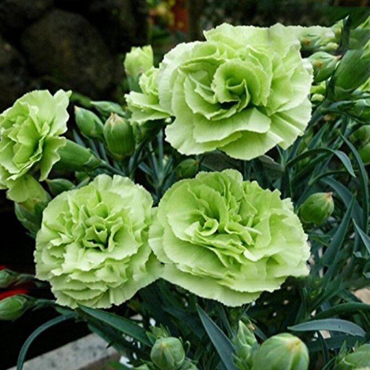Heirloom Non-GMO Carnation (Dianthus Caryophyllus) Flower Seeds for Planting High Germination Garden Seeds